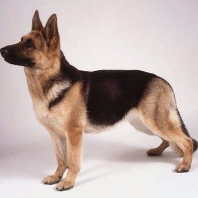 German Shepherd- Smooth Coat